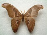 Attacus atlas miniature (abberation) Internet Image property of respective owner, non-commercial use only